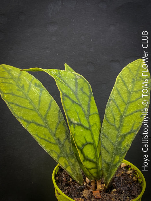 Hoya callistophylla, organically grown tropical plants for sale at TOMs FLOWer CLUB. 