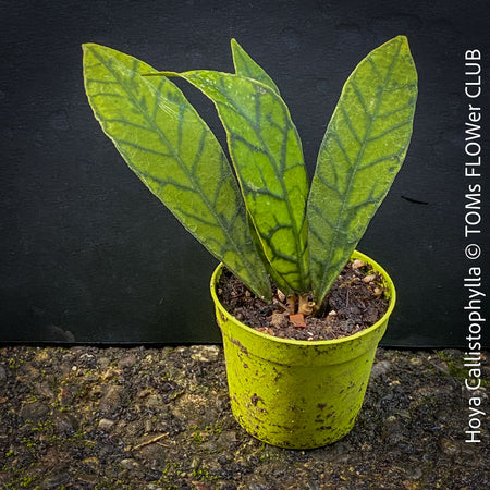 Hoya callistophylla, organically grown tropical plants for sale at TOMs FLOWer CLUB. 