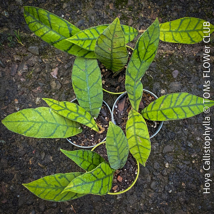 Hoya callistophylla, organically grown tropical plants for sale at TOMs FLOWer CLUB. 
