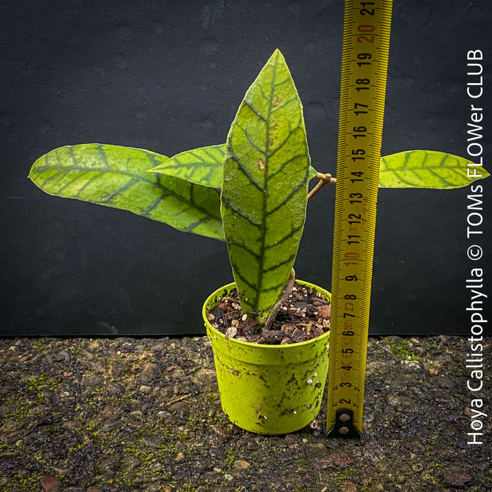 Hoya callistophylla, organically grown tropical plants for sale at TOMs FLOWer CLUB. 