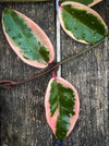Hoya Carnosa Albo Marginata, organically grown tropical plants for sale at TOMs FLOWer CLUB.