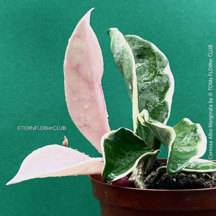 Hoya Carnosa Albo Marginata, organically grown tropical plants for sale at TOMs FLOWer CLUB.