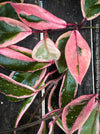 Hoya Carnosa Albo Marginata, organically grown tropical plants for sale at TOMs FLOWer CLUB.