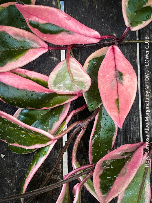Hoya Carnosa Albo Marginata, organically grown tropical plants for sale at TOMs FLOWer CLUB.