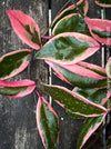 Hoya Carnosa Albo Marginata, organically grown tropical plants for sale at TOMs FLOWer CLUB.