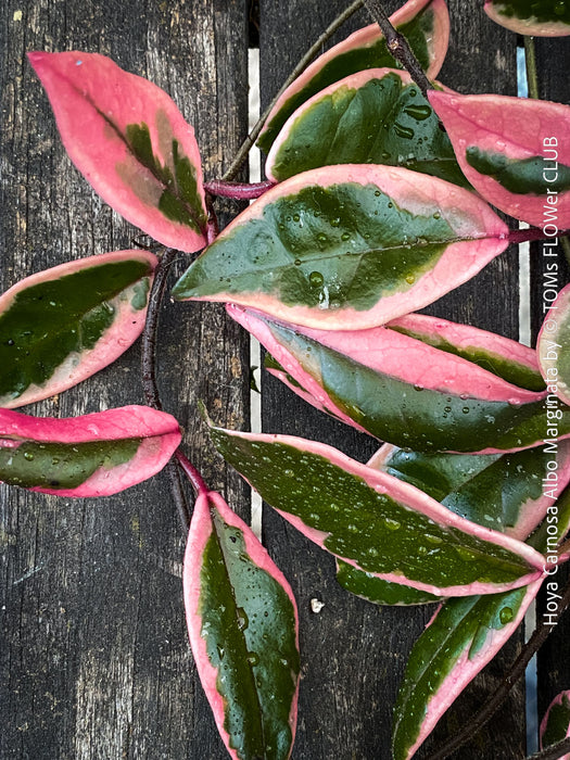 Hoya Carnosa Albo Marginata, organically grown tropical plants for sale at TOMs FLOWer CLUB.