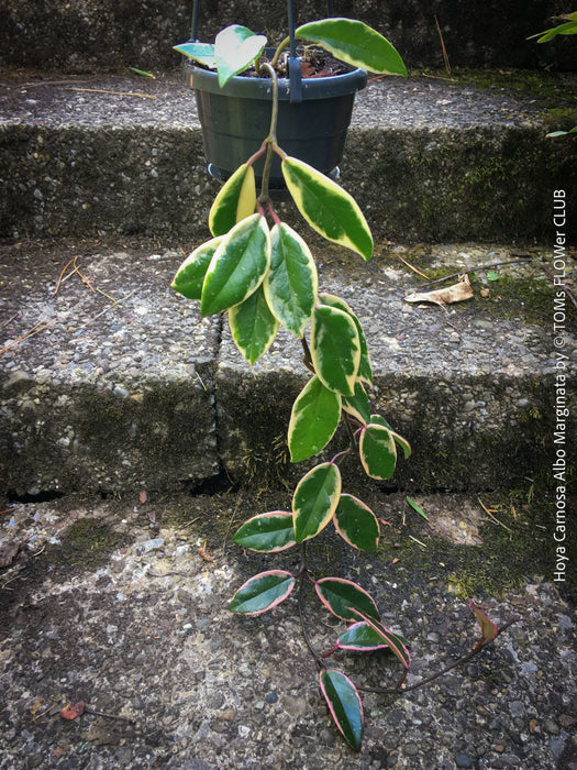 Hoya Carnosa Albo Marginata, organically grown tropical plants for sale at TOMs FLOWer CLUB.