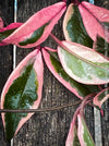 Hoya Carnosa Albo Marginata, organically grown tropical plants for sale at TOMs FLOWer CLUB.