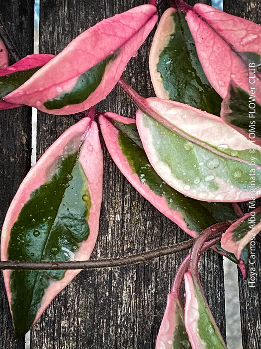 Hoya Carnosa Albo Marginata, organically grown tropical plants for sale at TOMs FLOWer CLUB.