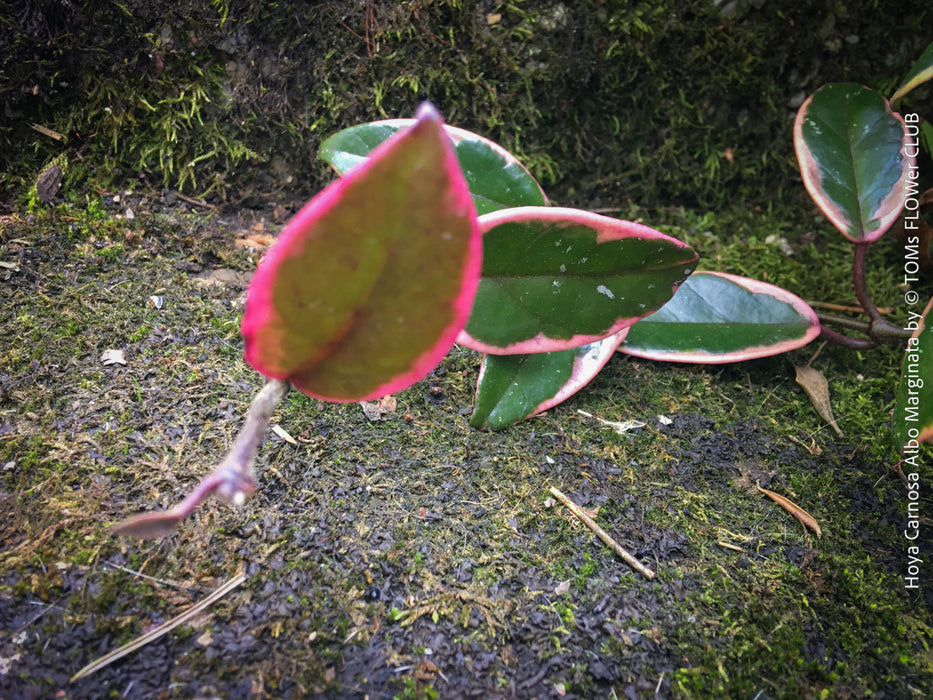 Hoya Carnosa Albo Marginata, organically grown tropical plants for sale at TOMs FLOWer CLUB.