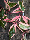 Hoya Carnosa Albo Marginata, organically grown tropical plants for sale at TOMs FLOWer CLUB.
