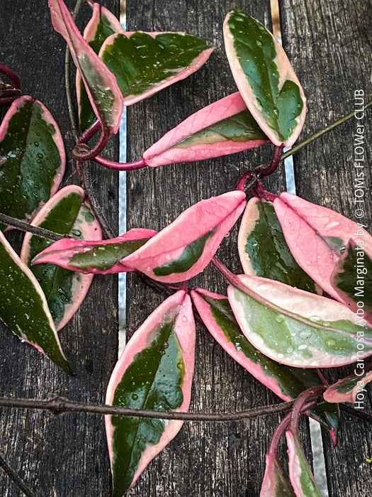 Hoya Carnosa Albo Marginata, organically grown tropical plants for sale at TOMs FLOWer CLUB.