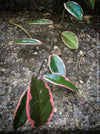 Hoya Carnosa Albo Marginata, organically grown tropical plants for sale at TOMs FLOWer CLUB.