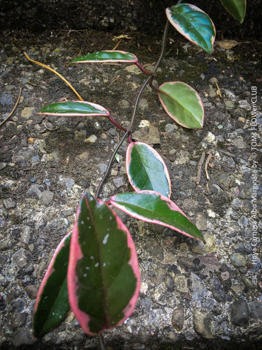 Hoya Carnosa Albo Marginata, organically grown tropical plants for sale at TOMs FLOWer CLUB.
