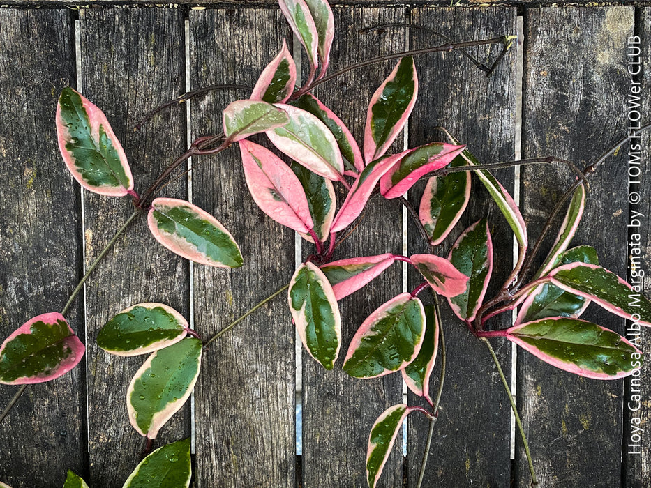 Hoya Carnosa Albo Marginata, organically grown tropical plants for sale at TOMs FLOWer CLUB.
