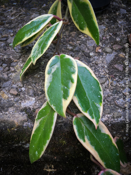 Hoya Carnosa Albo Marginata, organically grown tropical plants for sale at TOMs FLOWer CLUB.