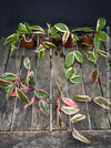 Hoya Carnosa Albo Marginata, organically grown tropical plants for sale at TOMs FLOWer CLUB.