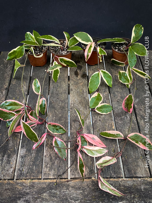 Hoya Carnosa Albo Marginata, organically grown tropical plants for sale at TOMs FLOWer CLUB.