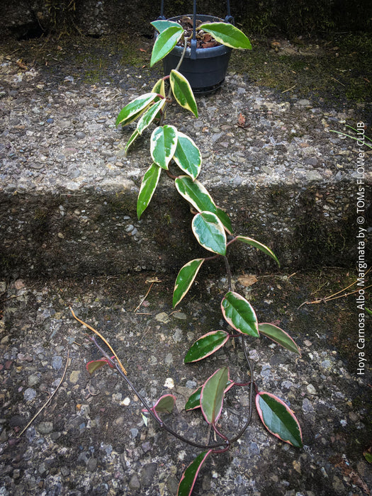 Hoya Carnosa Albo Marginata, organically grown tropical plants for sale at TOMs FLOWer CLUB.