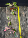 Hoya Carnosa Albo Marginata, organically grown tropical plants for sale at TOMs FLOWer CLUB.