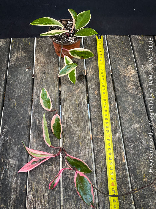Hoya Carnosa Albo Marginata, organically grown tropical plants for sale at TOMs FLOWer CLUB.