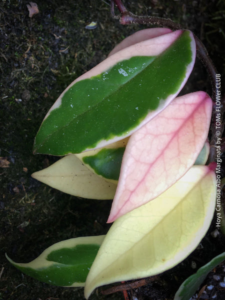Hoya Carnosa Albo Marginata, organically grown tropical plants for sale at TOMs FLOWer CLUB.