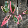 Hoya Carnosa Albo Marginata, organically grown tropical plants for sale at TOMs FLOWer CLUB.
