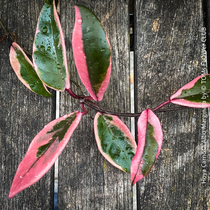 Hoya Carnosa Albo Marginata, organically grown tropical plants for sale at TOMs FLOWer CLUB.