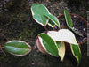 Hoya Carnosa Albo Marginata, organically grown tropical plants for sale at TOMs FLOWer CLUB.