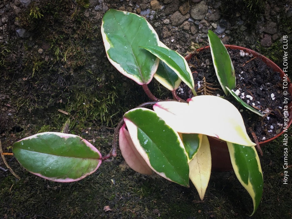 Hoya Carnosa Albo Marginata, organically grown tropical plants for sale at TOMs FLOWer CLUB.