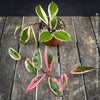 Hoya Carnosa Albo Marginata, organically grown tropical plants for sale at TOMs FLOWer CLUB.