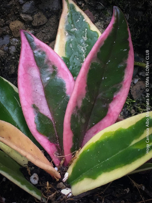 Hoya Carnosa Albo Marginata, organically grown tropical plants for sale at TOMs FLOWer CLUB.