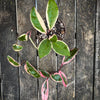 Hoya Carnosa Albo Marginata, organically grown tropical plants for sale at TOMs FLOWer CLUB.