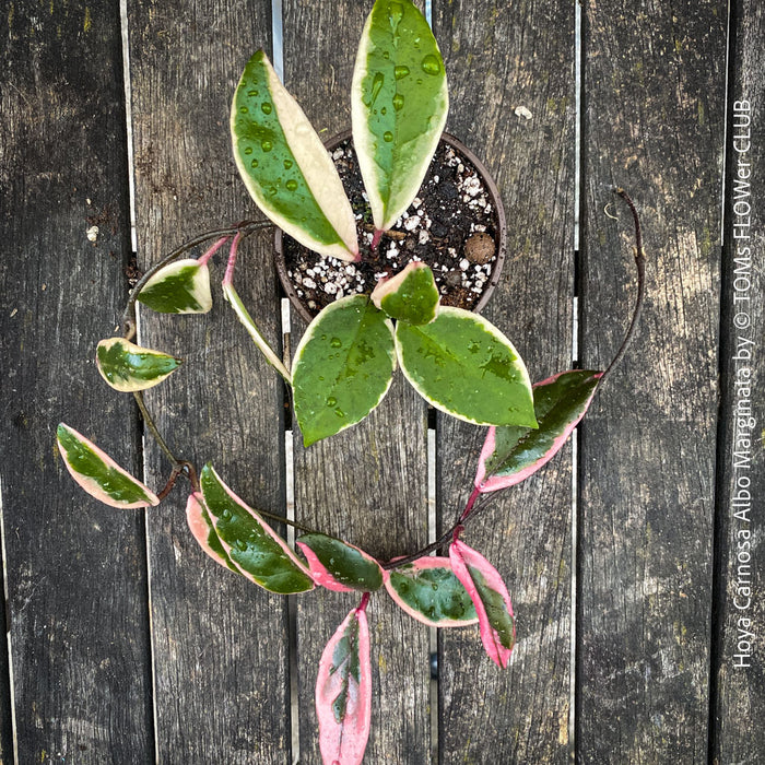Hoya Carnosa Albo Marginata, organically grown tropical plants for sale at TOMs FLOWer CLUB.