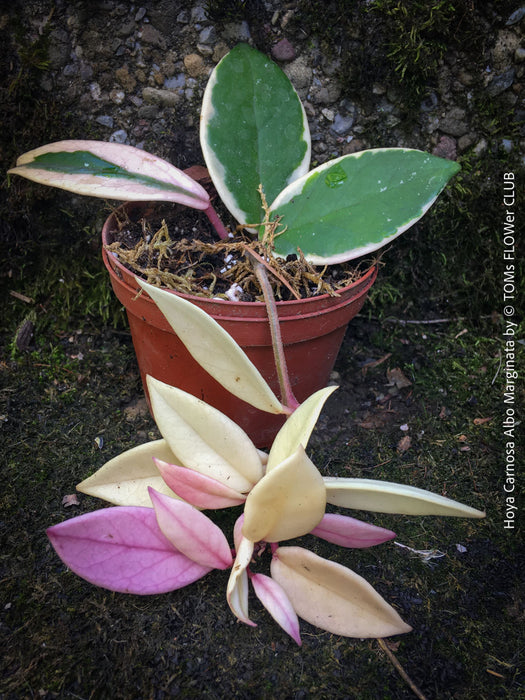 Hoya Carnosa Albo Marginata, organically grown tropical plants for sale at TOMs FLOWer CLUB.