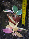 Hoya Carnosa Albo Marginata, organically grown tropical plants for sale at TOMs FLOWer CLUB.