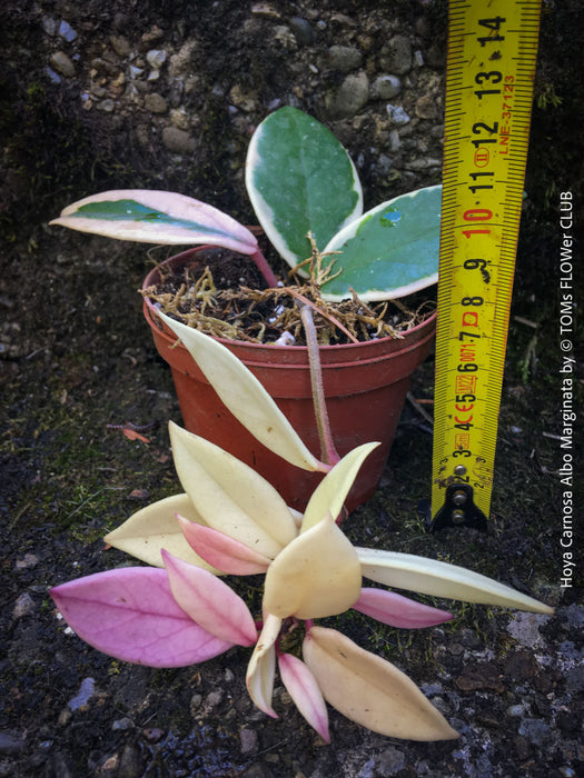 Hoya Carnosa Albo Marginata, organically grown tropical plants for sale at TOMs FLOWer CLUB.
