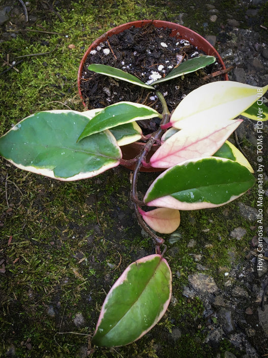 Hoya Carnosa Albo Marginata, organically grown tropical plants for sale at TOMs FLOWer CLUB.