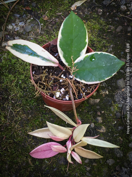 Hoya Carnosa Albo Marginata, organically grown tropical plants for sale at TOMs FLOWer CLUB.