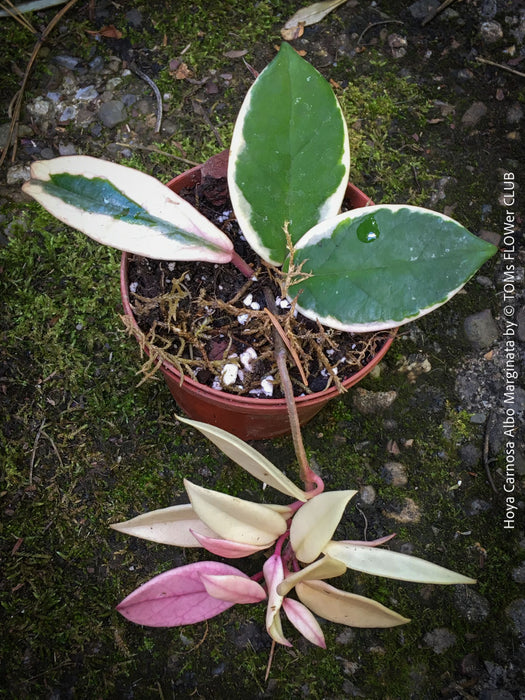 Hoya Carnosa Albo Marginata, organically grown tropical plants for sale at TOMs FLOWer CLUB.