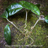 Hoya carnosa, wax plant, Wachsblume, voskovka, organically grown tropical plants for sale at TOMs FLOWer CLUB.