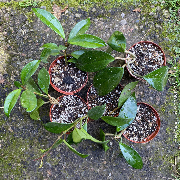 Hoya carnosa, wax plant, Wachsblume, voskovka, organically grown tropical plants for sale at TOMs FLOWer CLUB.