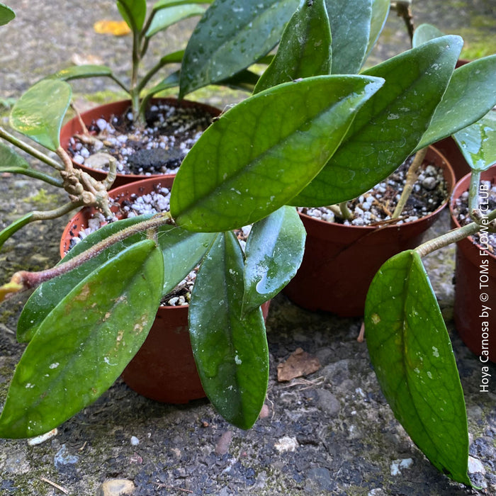 Hoya carnosa, wax plant, Wachsblume, voskovka, organically grown tropical plants for sale at TOMs FLOWer CLUB.