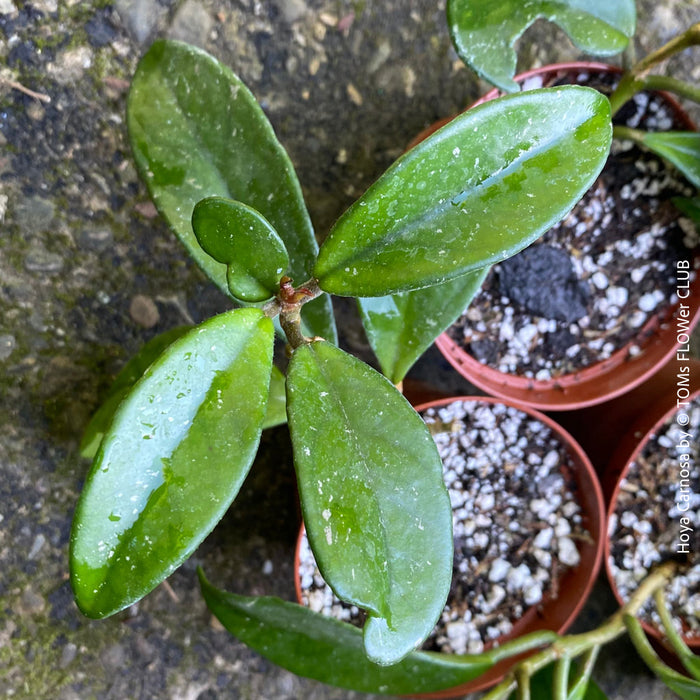 Hoya carnosa, wax plant, Wachsblume, voskovka, organically grown tropical plants for sale at TOMs FLOWer CLUB.