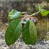 Hoya carnosa, wax plant, Wachsblume, voskovka, organically grown tropical plants for sale at TOMs FLOWer CLUB.