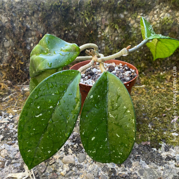 Hoya carnosa, wax plant, Wachsblume, voskovka, organically grown tropical plants for sale at TOMs FLOWer CLUB.