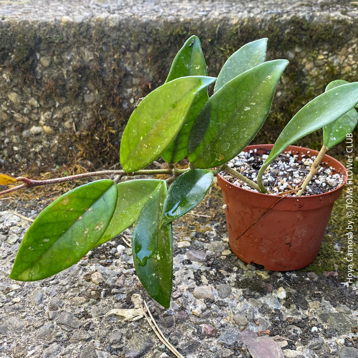 Hoya carnosa, wax plant, Wachsblume, voskovka, organically grown tropical plants for sale at TOMs FLOWer CLUB.