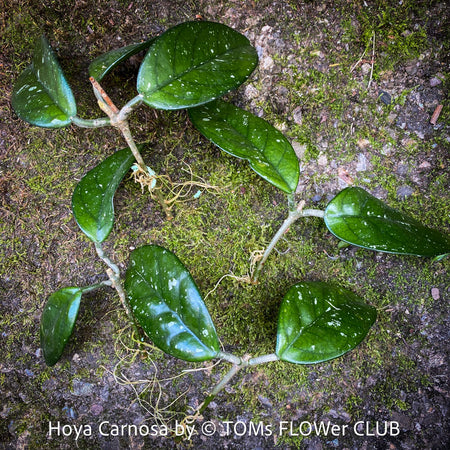 Hoya carnosa, wax plant, Wachsblume, voskovka, organically grown tropical plants for sale at TOMs FLOWer CLUB.