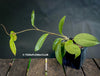 Hoya carnosa, wax plant, Wachsblume, voskovka, organically grown tropical plants for sale at TOMs FLOWer CLUB.