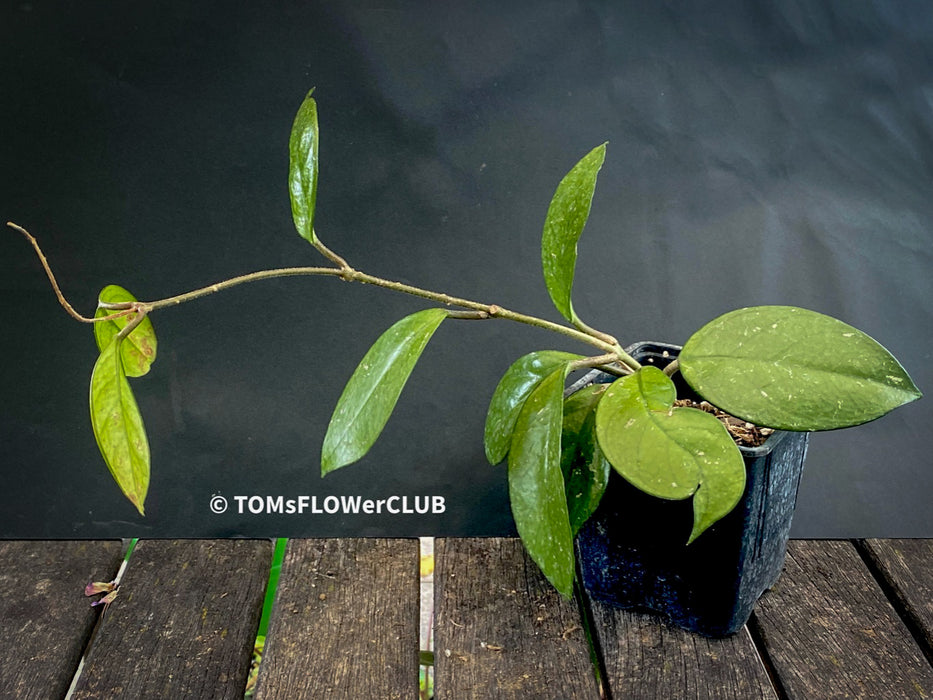 Hoya carnosa, wax plant, Wachsblume, voskovka, organically grown tropical plants for sale at TOMs FLOWer CLUB.